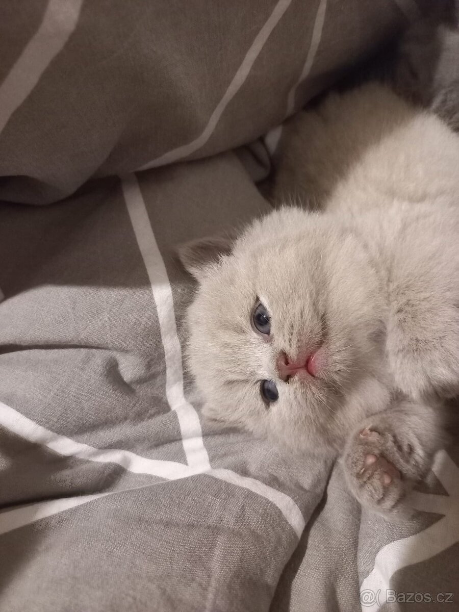 Britská koťátka bez PP - 5