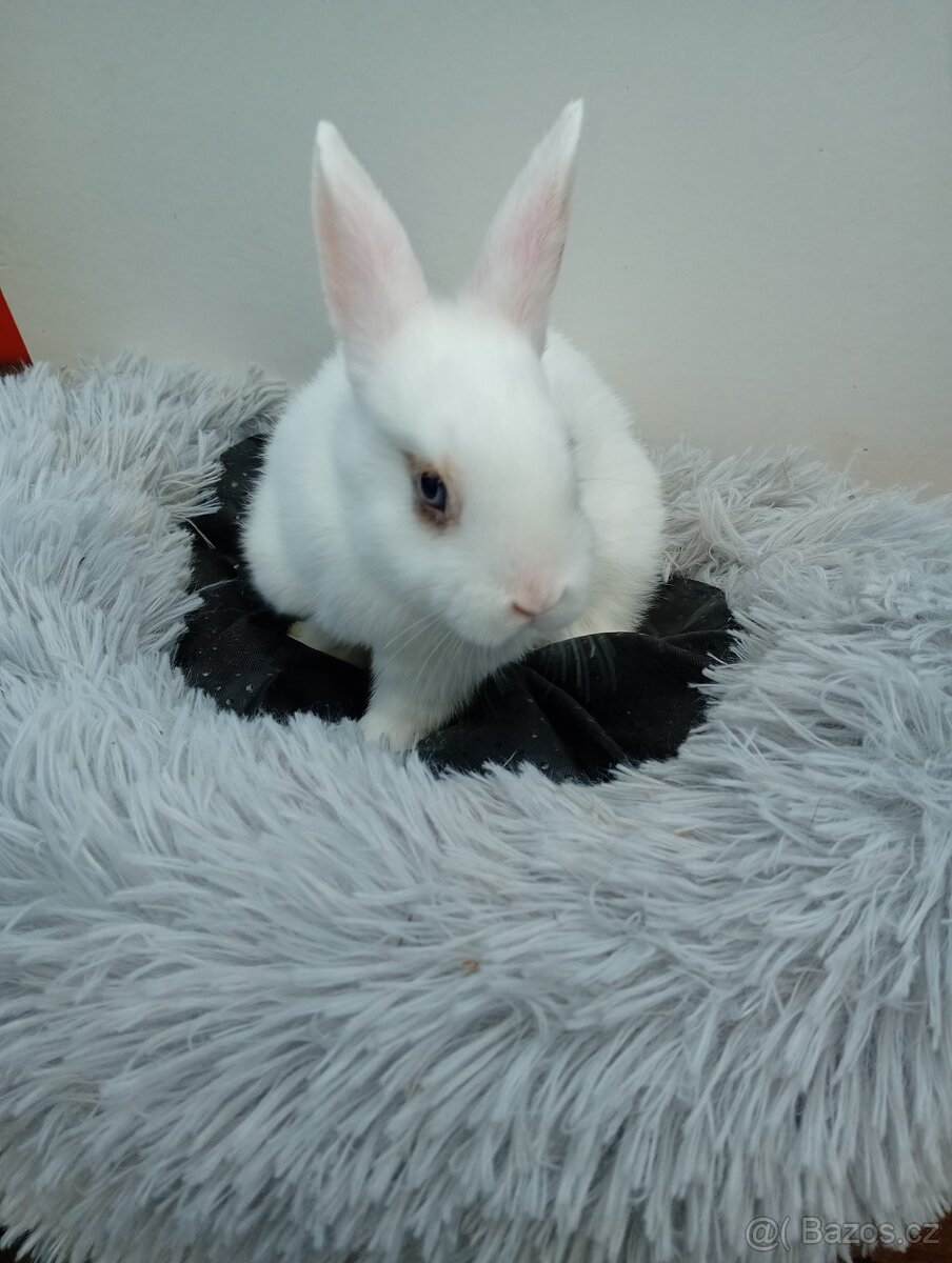 Zakrslý králíček I4 - 5