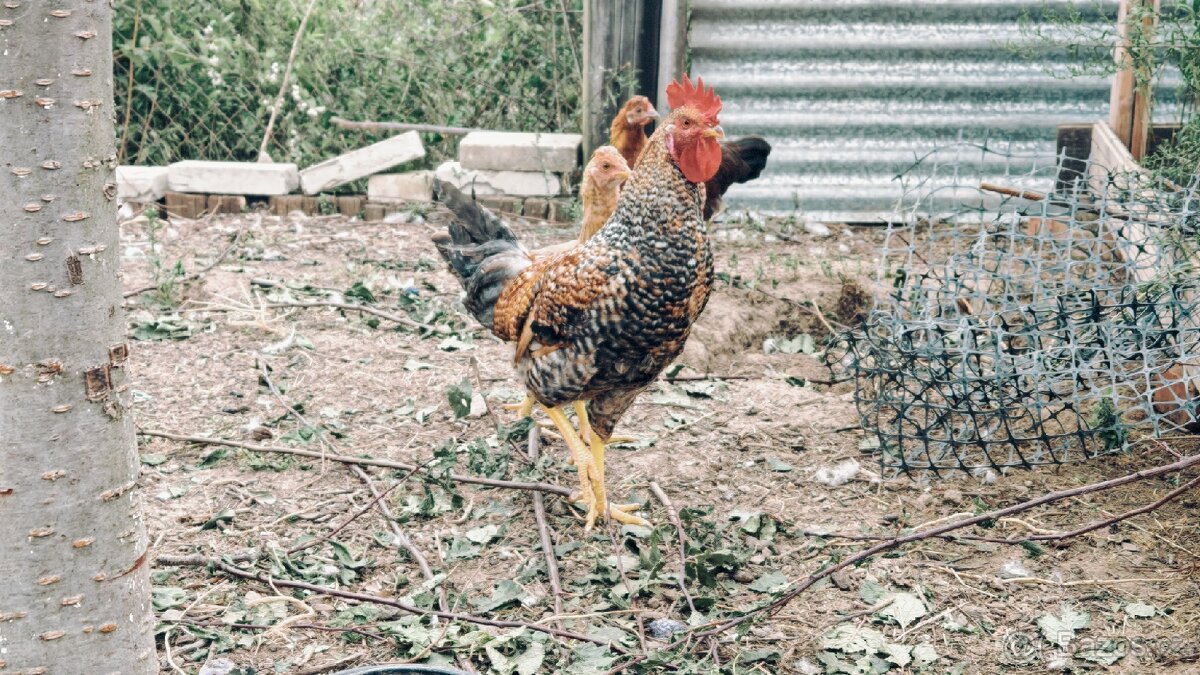 Mladí kohouti cream legbar/marans - 5