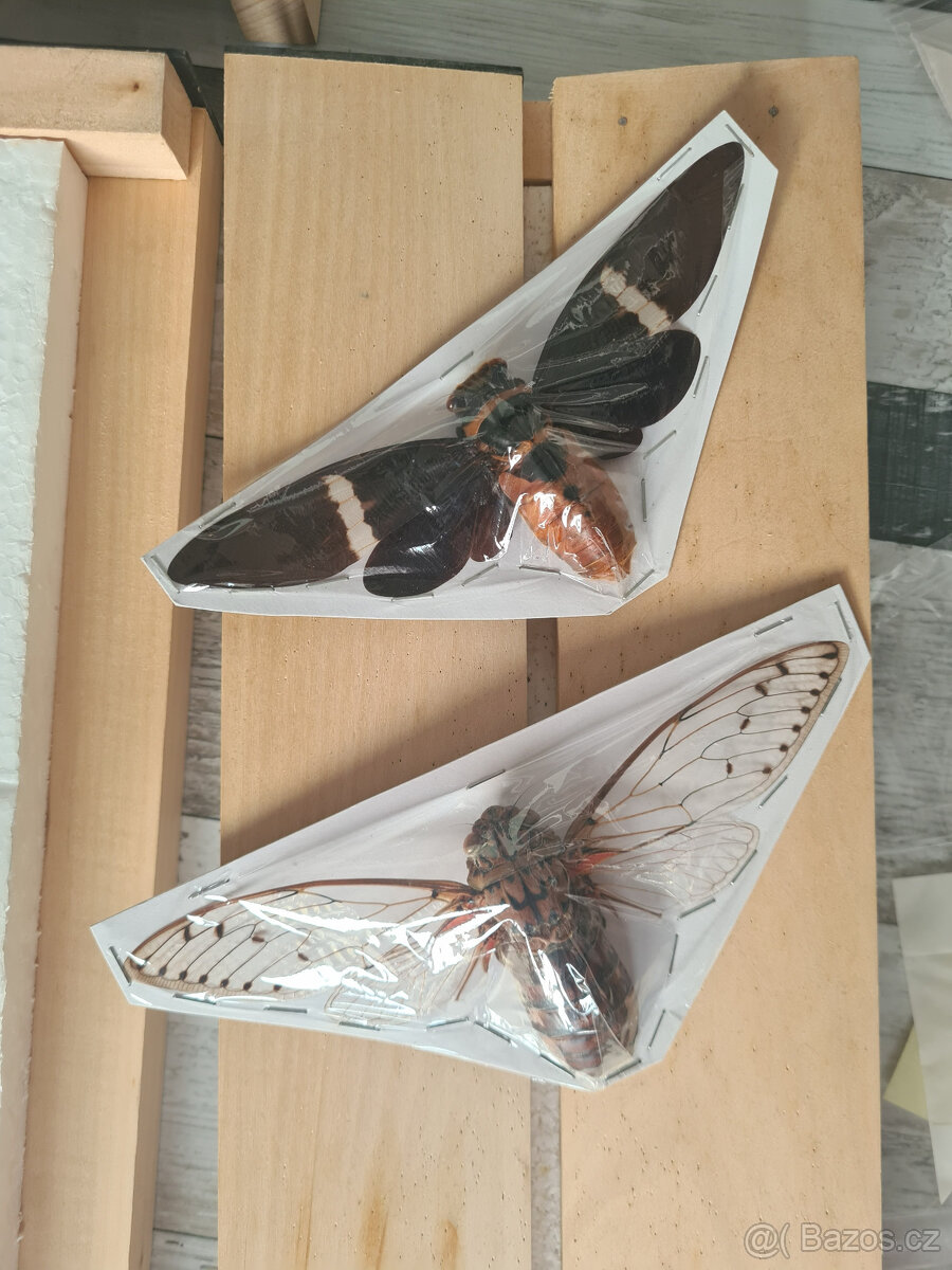 Entomologické vybavení pro začínající entomology - 5