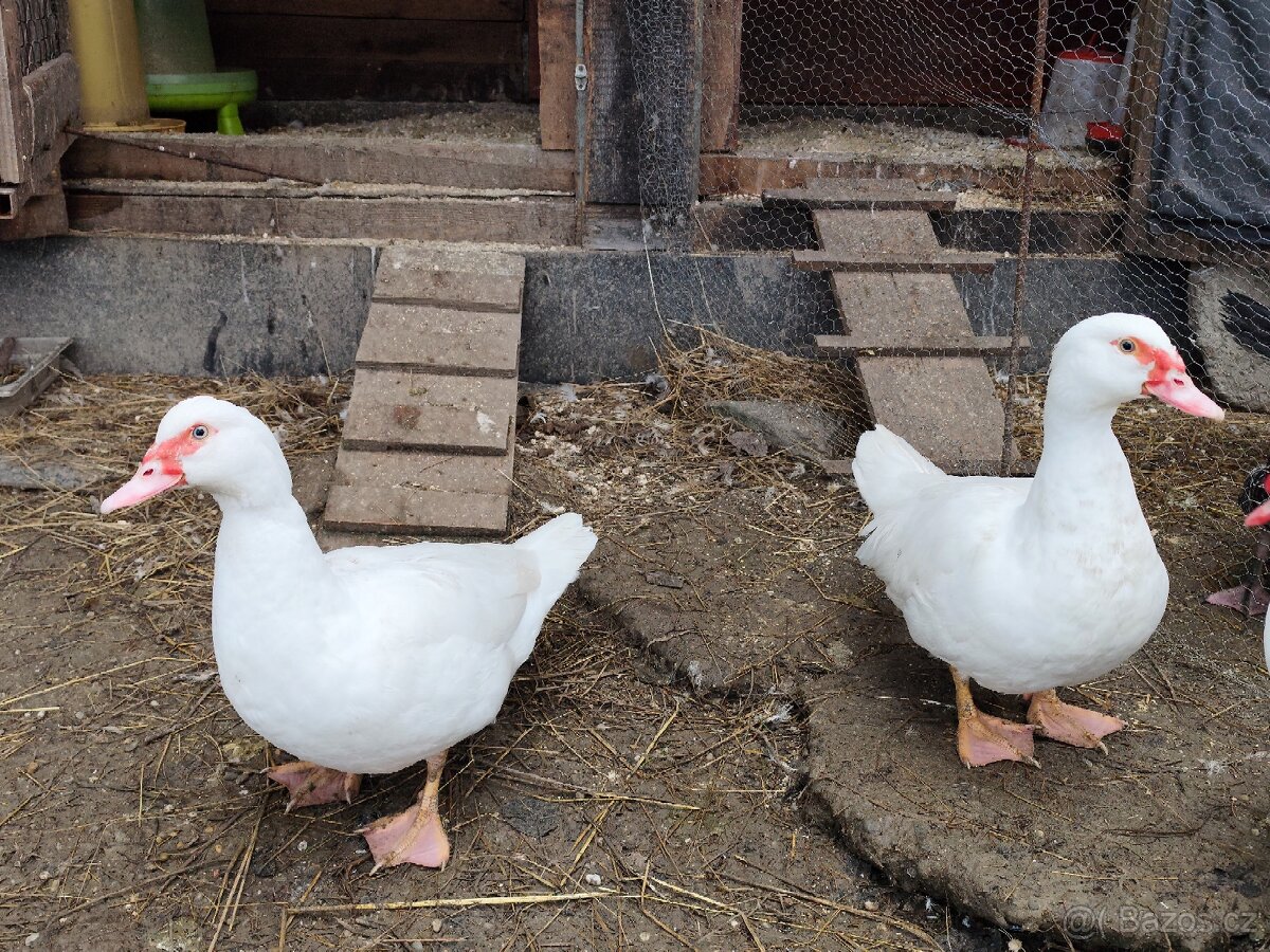 kachna pižmová - 5