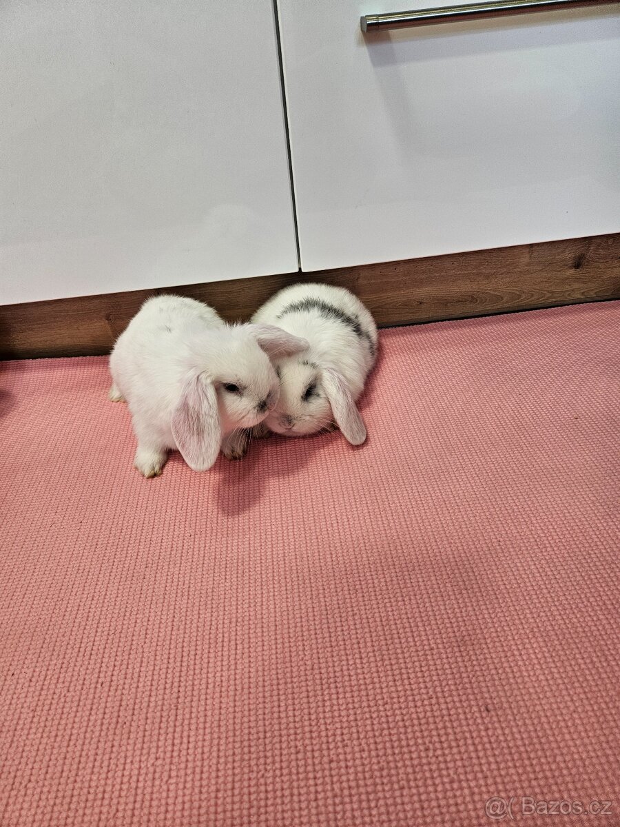 Zakrslý králík - 5