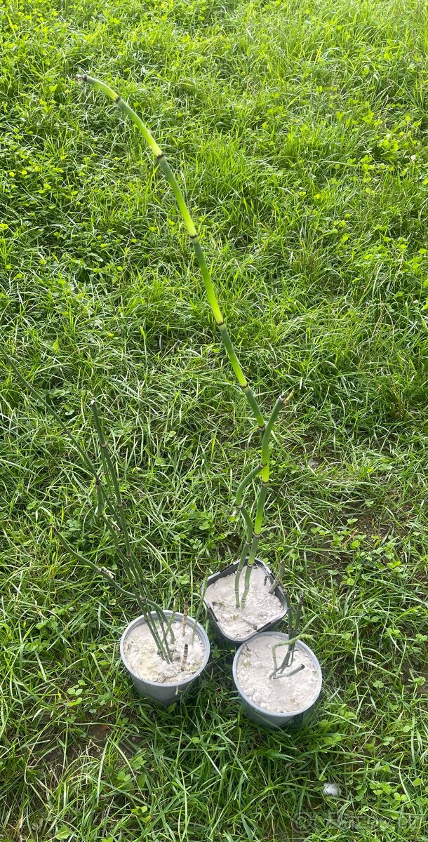 Přeslička japonská - 5