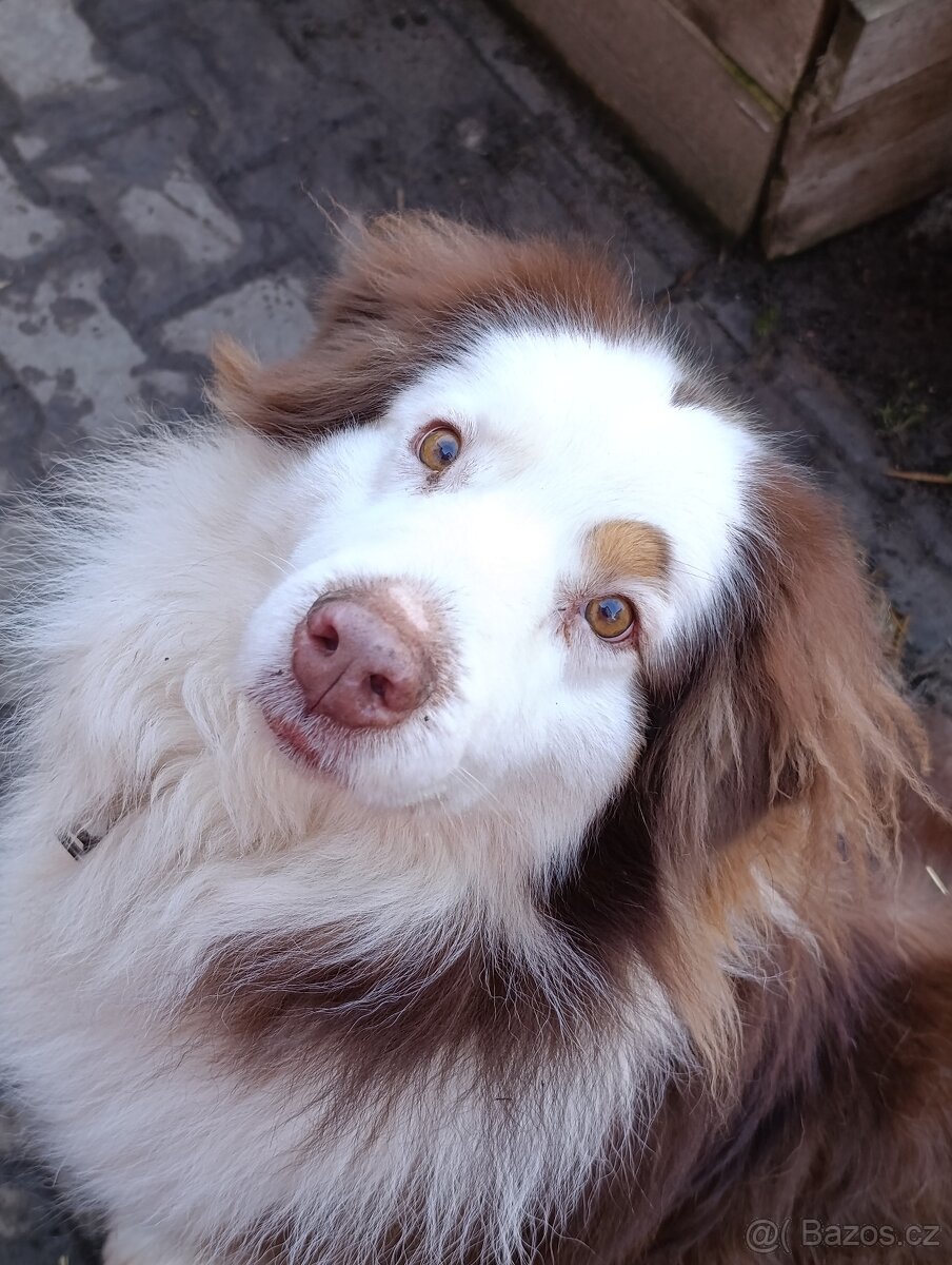 Australský ovčák k adopci - 5