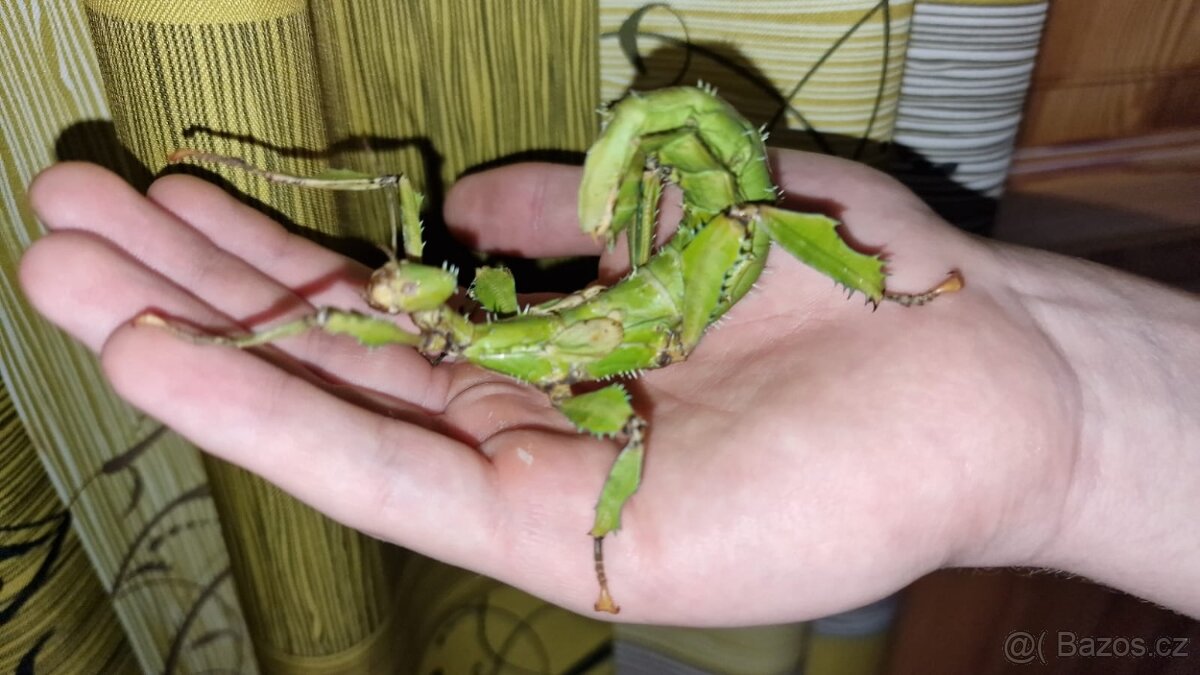 Strašilka australská - Extatosoma tiaratum - 5