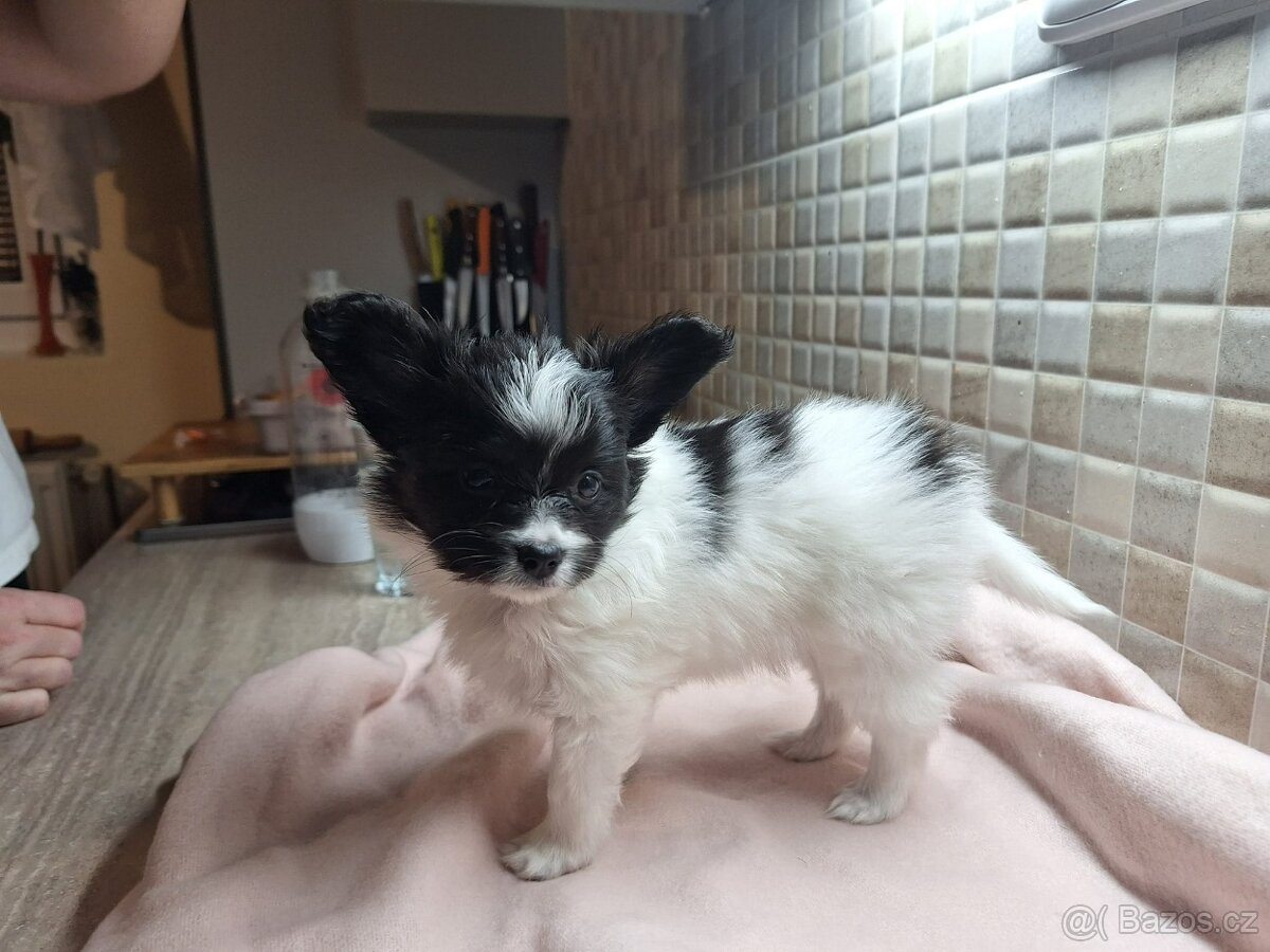 Fenka s PP na prodej - Papillon - 5