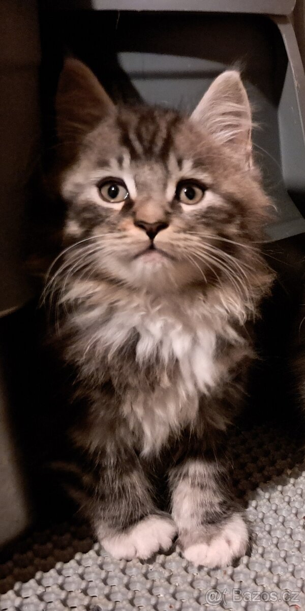 mainská mývalí koťátka - 5