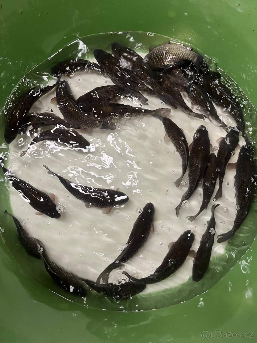 Karas stříbřitý - 5