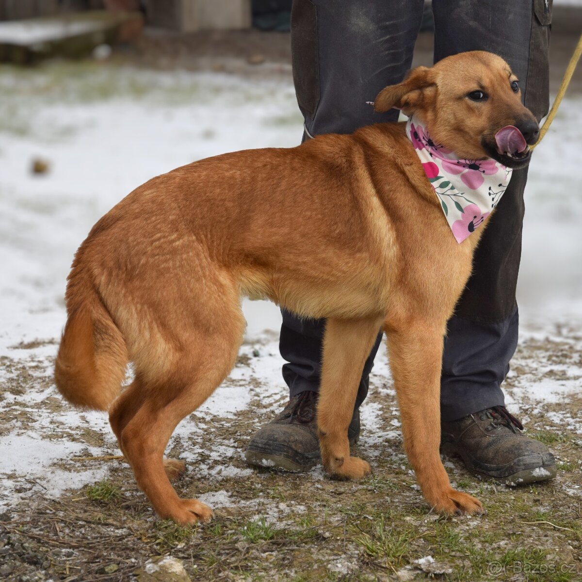 Žofka hledá domov - 5