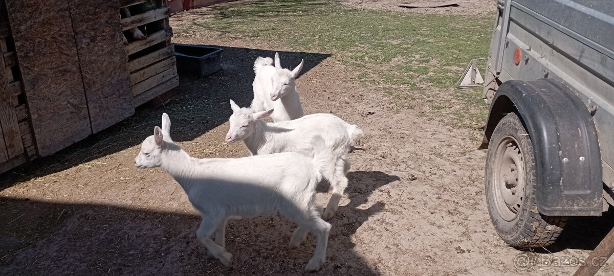 Prodej kůzlat - 5