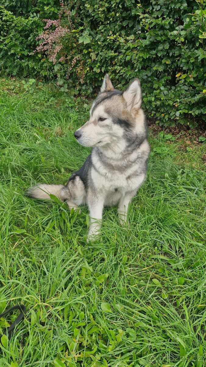 Prodám 3letou fenu aljašského malamuta - 5