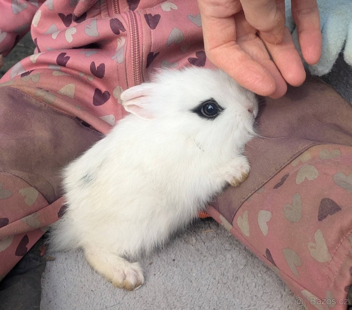 Teddy králík, zakrslý králík Teddy, zakrslý králík - 5