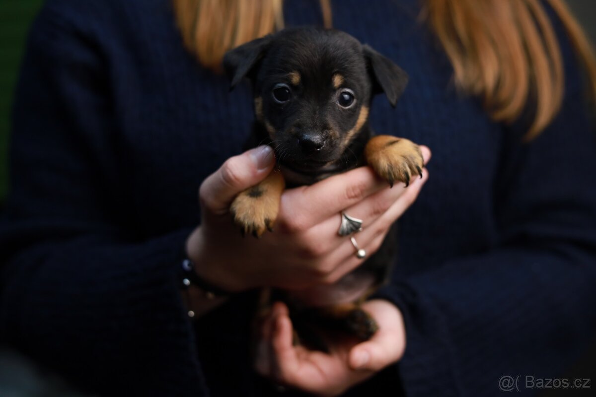 Štěňata křížence k odběru ihned - 5