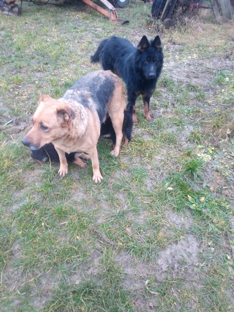 Chodský pes kříženec - 5