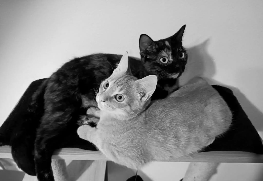 Daruji do dobrých rukou - 5