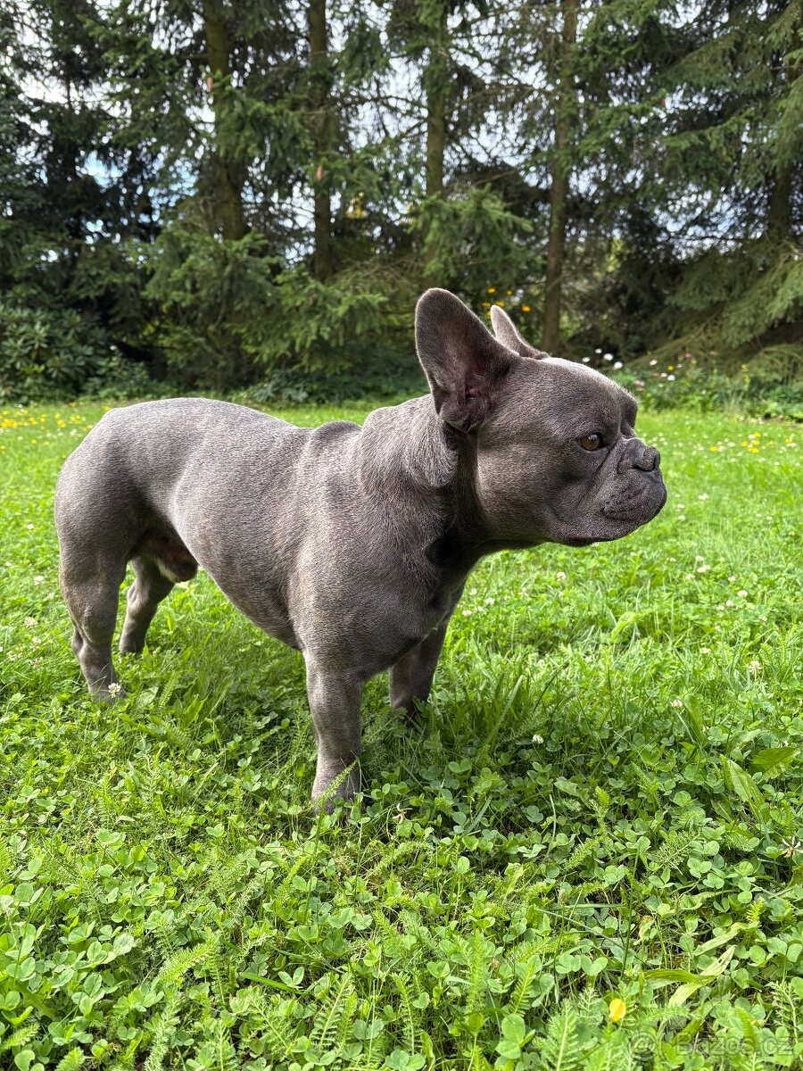 Francouzský buldoček ke krytí - 5