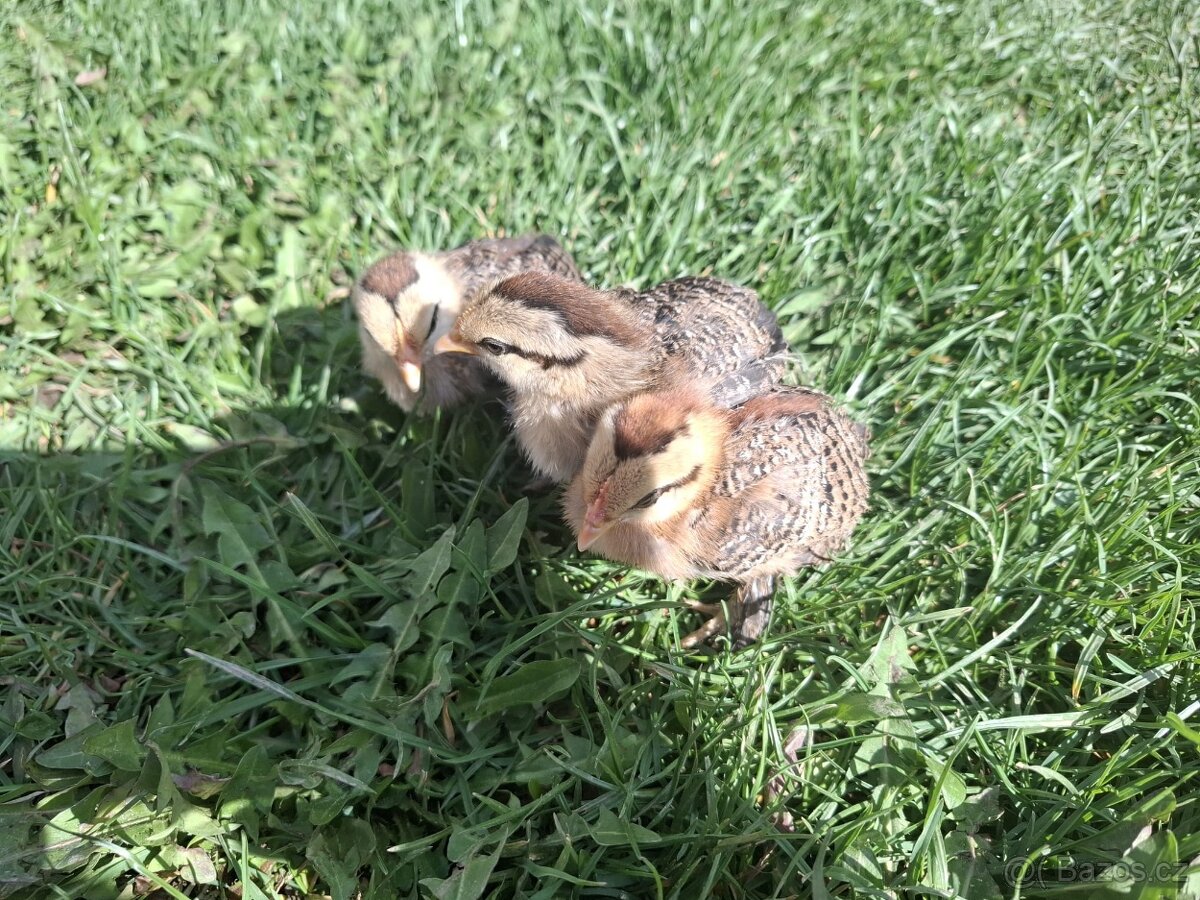 Zakrslá rousná - 5