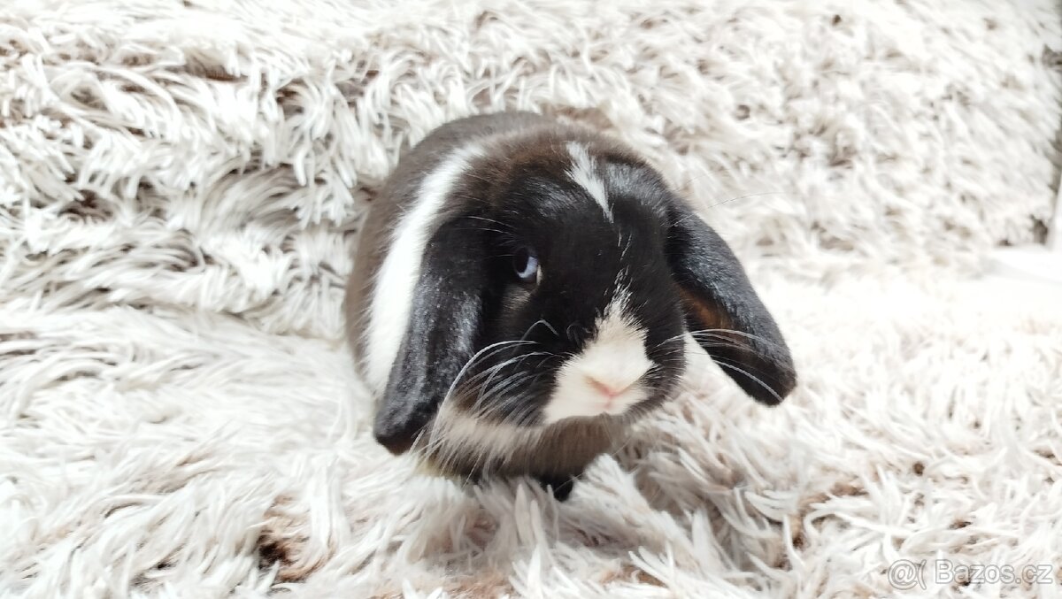 Zakrslý beránek, králíček, králík - LADY - 5
