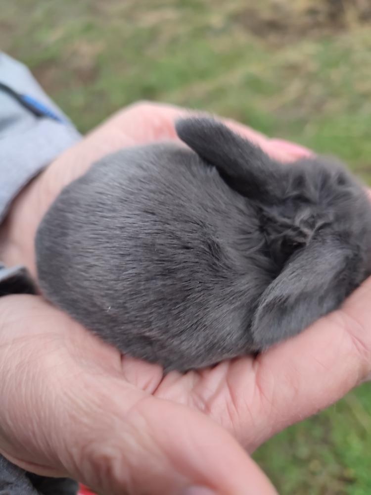 Zakrslý králíček beránek - 5