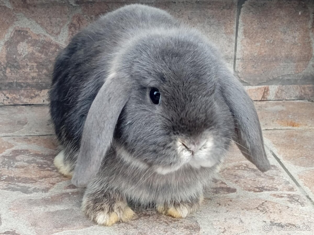 Samička Zakrslý Beránek MiniLop ❤️❤️ - 5