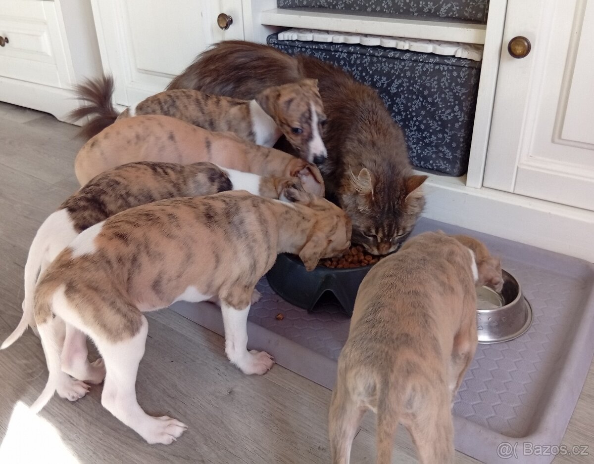 Whippet/Vipet s PP FCI - 5