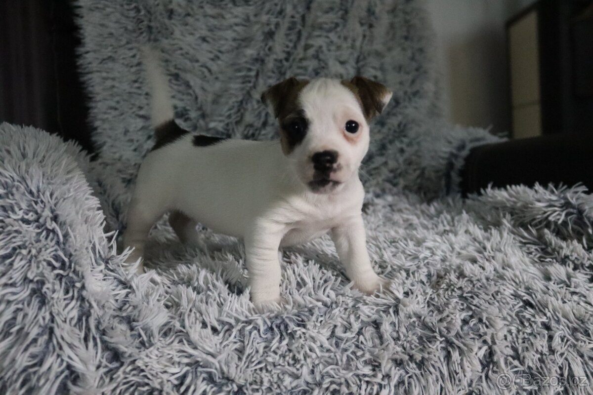 Jack Russell teriér - 5