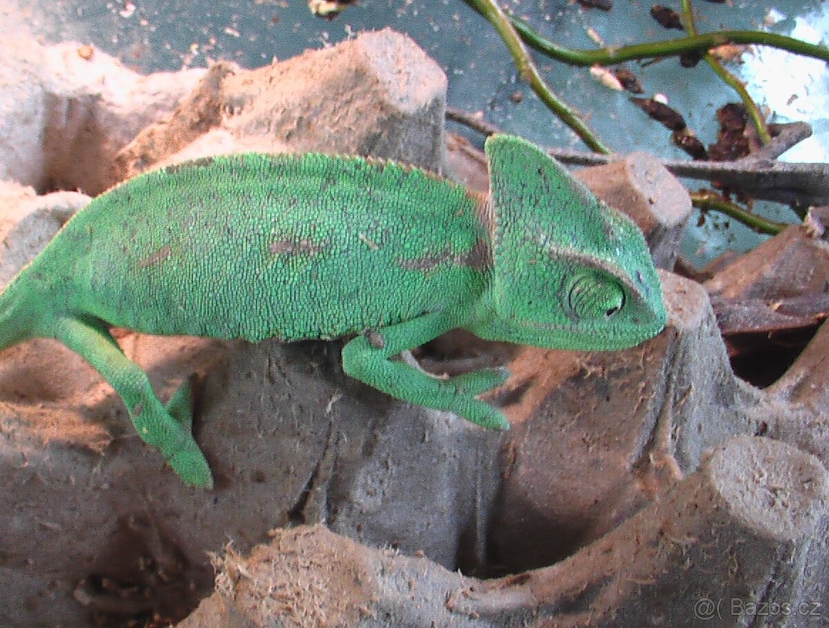 Chameleón jemenský - 5