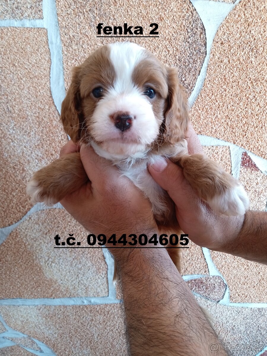 cavapoo - 5