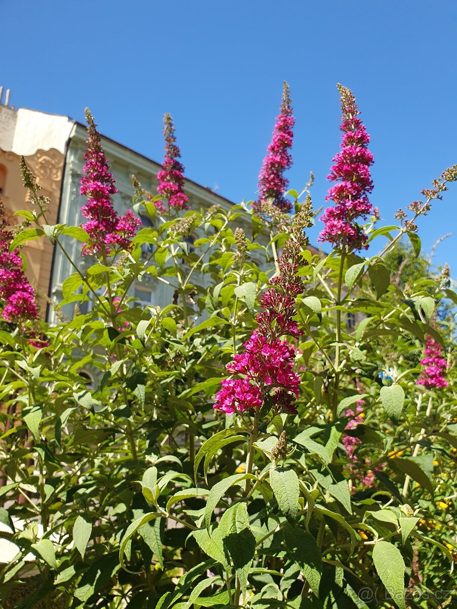 Motýlí keř komule 150cm - 5