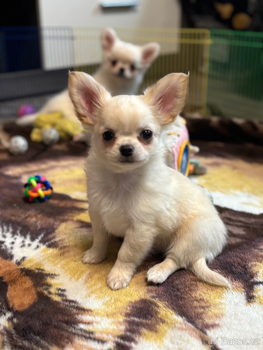 Čivava s PP pejsek - 5