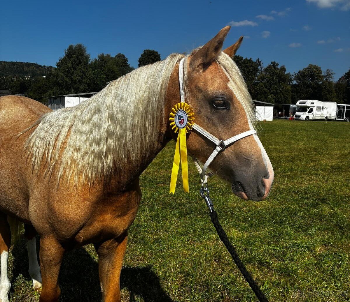 Prodám klisnu welsh pony, sekce B. - 5