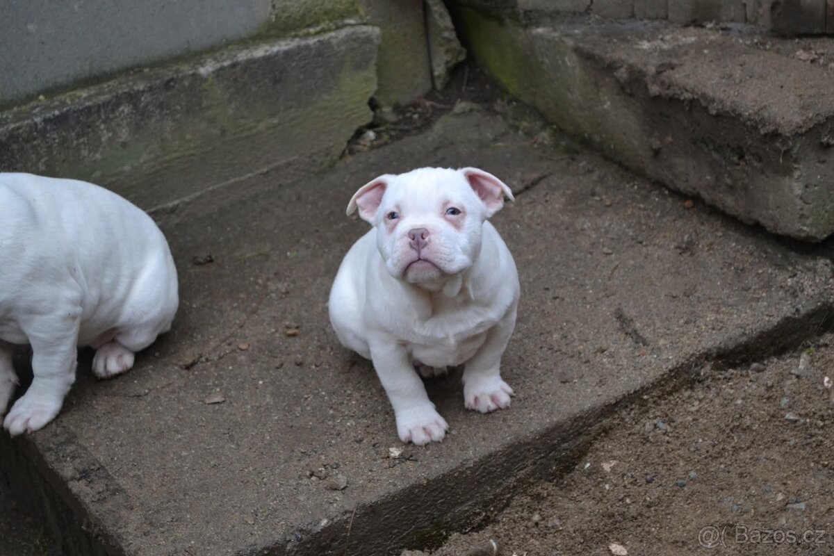 American bully pocket / standard - 5