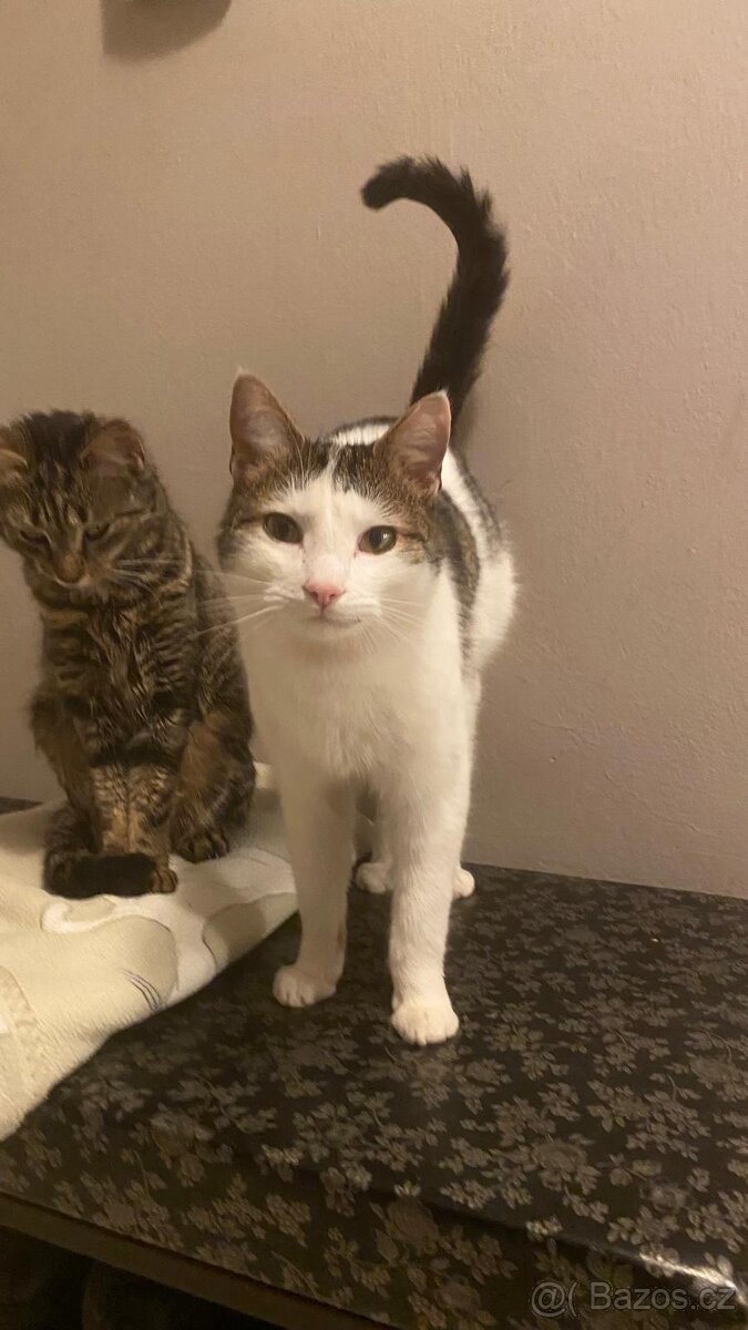 Daruji 2 kocoury+kočičku - 5