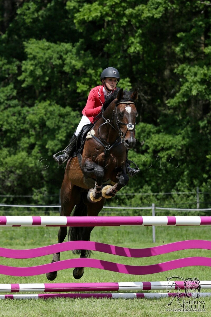 Plemenný hřebec - 5