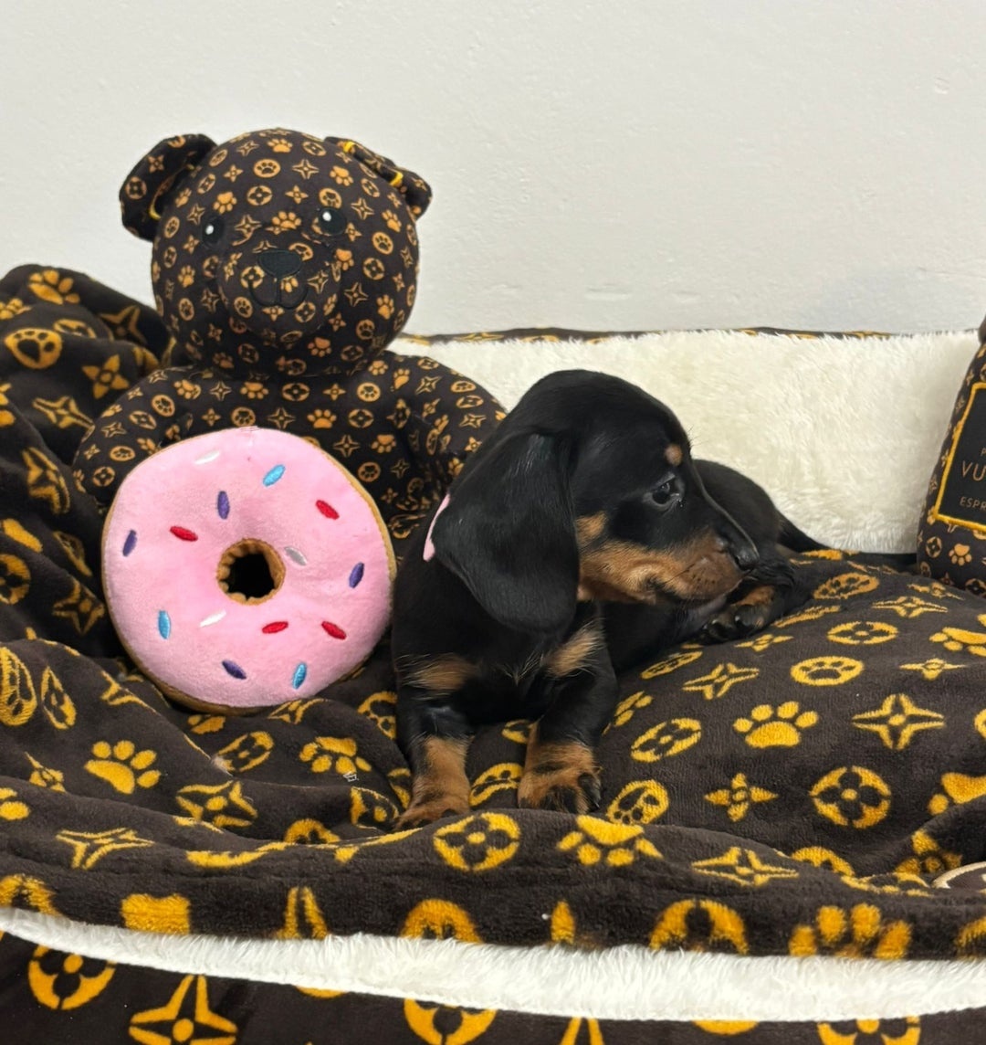 Jezevčík trpasličí - 5