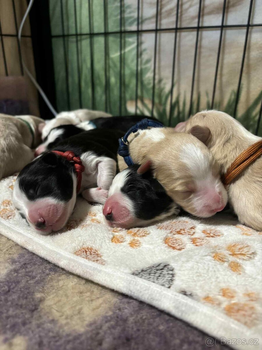 Border kolie s PP - 5