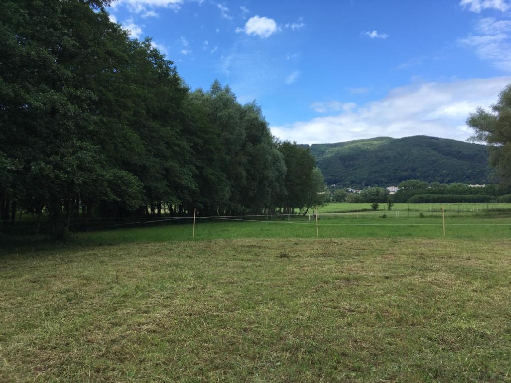 Pastevní ustájení 🌿🐴 - 5