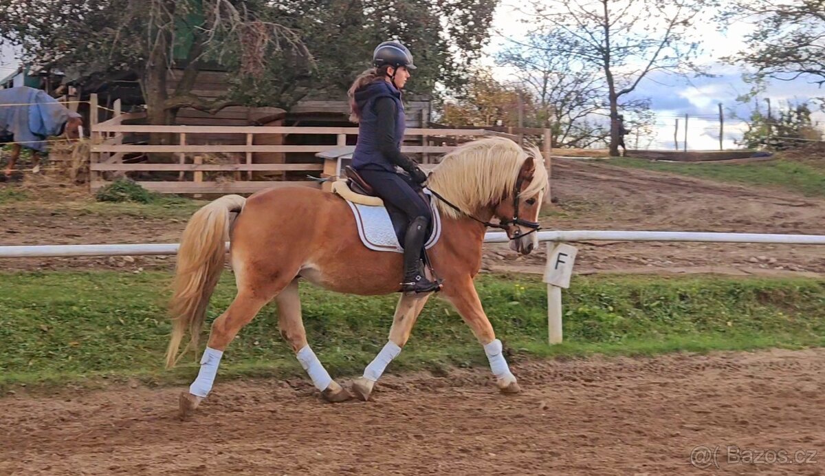 Pony valach Hafling 144cm - 5