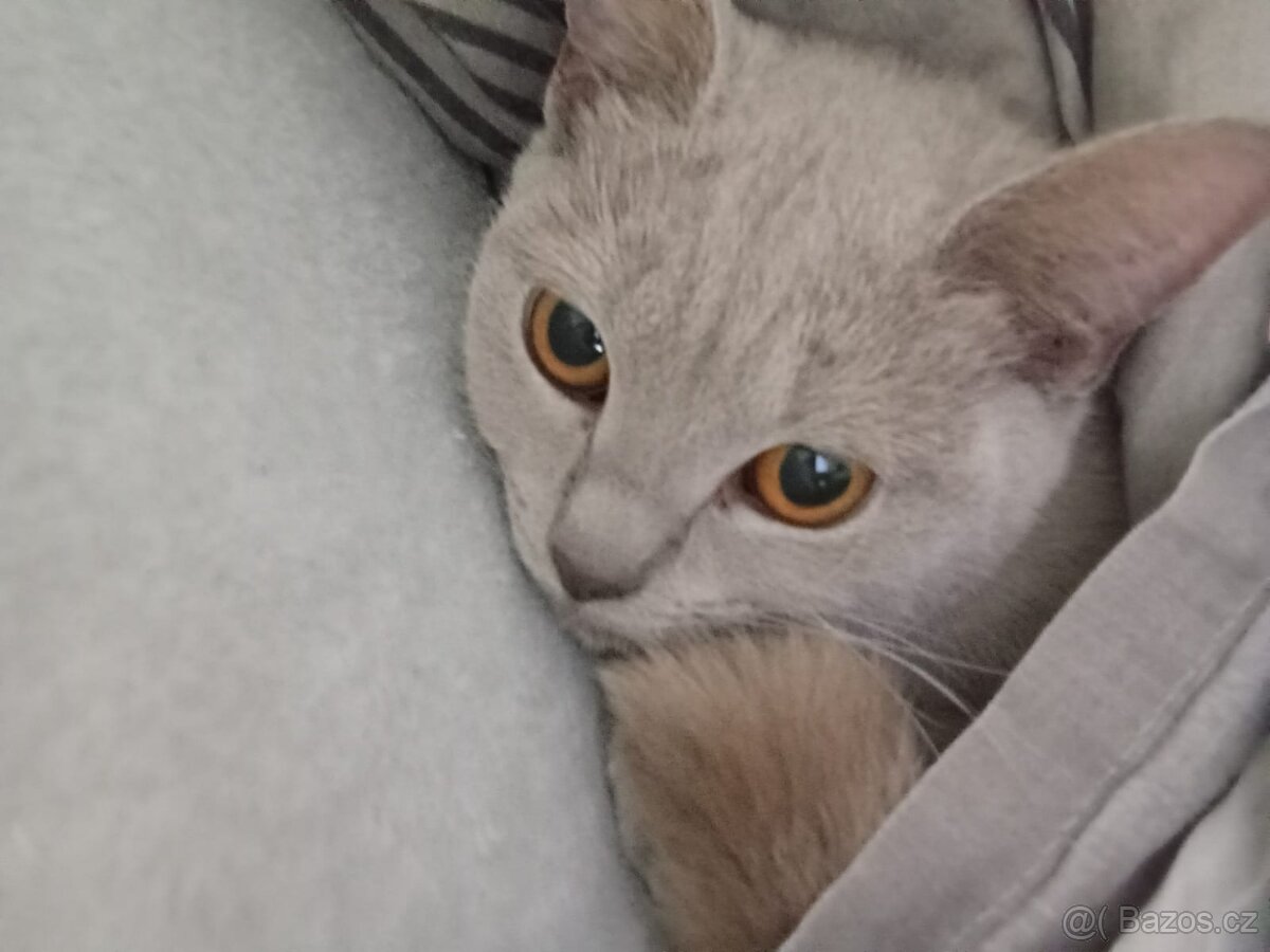 Britská černá krátkosrstá a dlouhosrstá koťata - 5