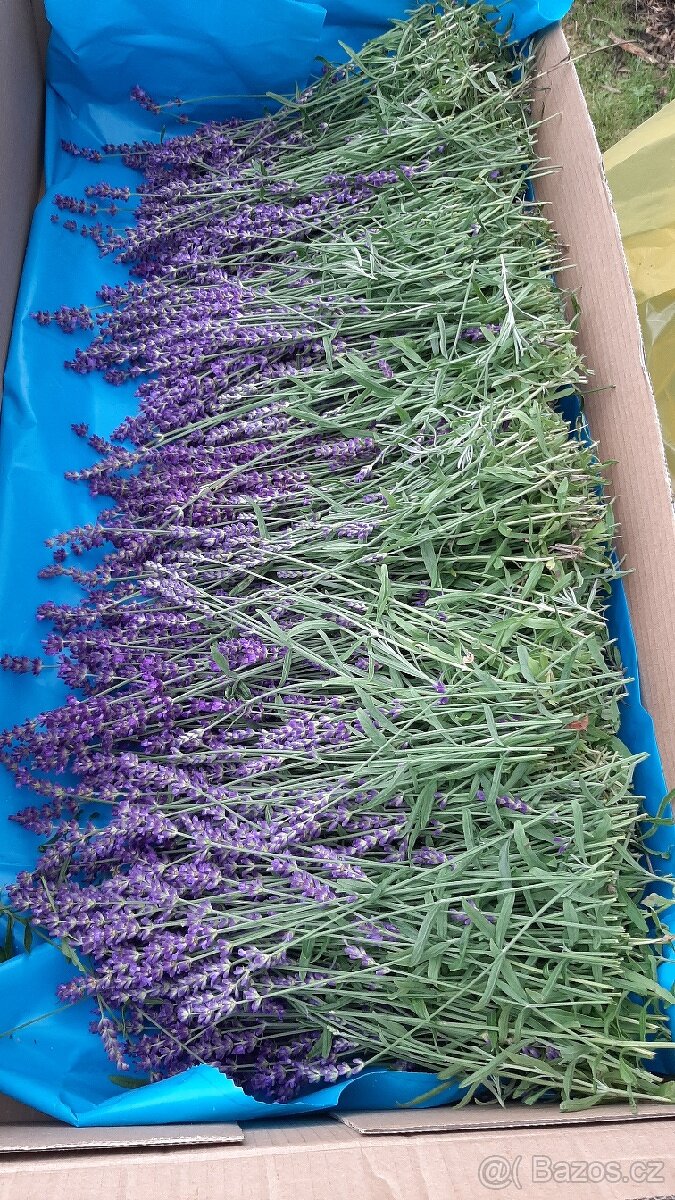 Sušená levandule - 5