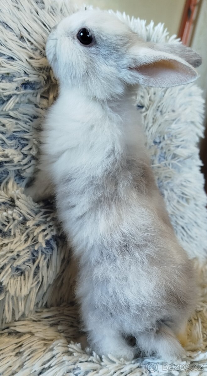 Zakrslý krátkouchý - 5