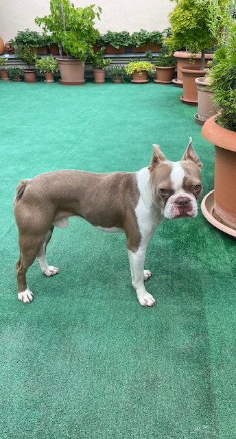 Krytí boston terrier colored (champagne) - 5