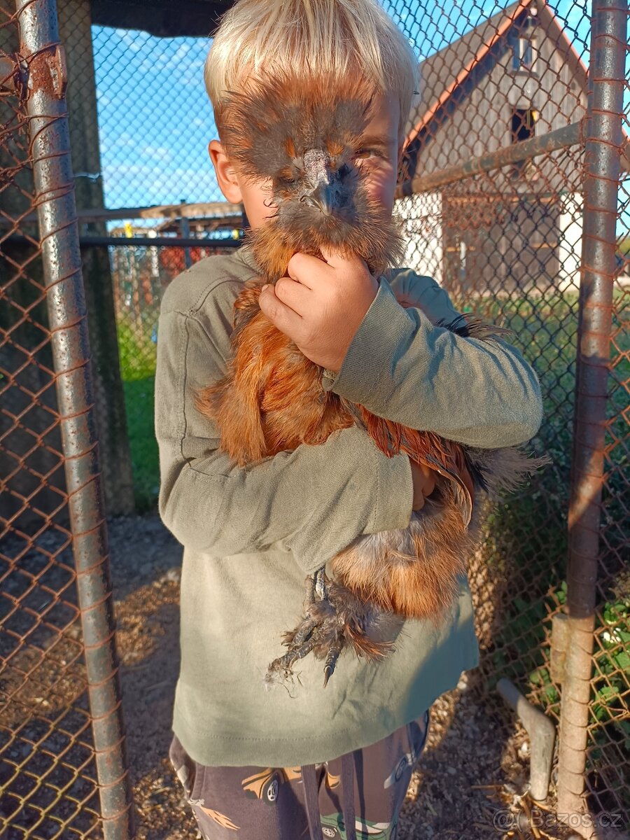 Kohouti Hedvábničky - 5