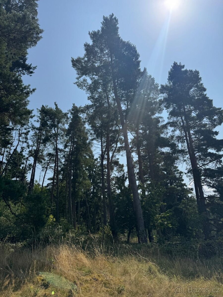 Prodej lesních pozemků v k.ú. Volenice - 5