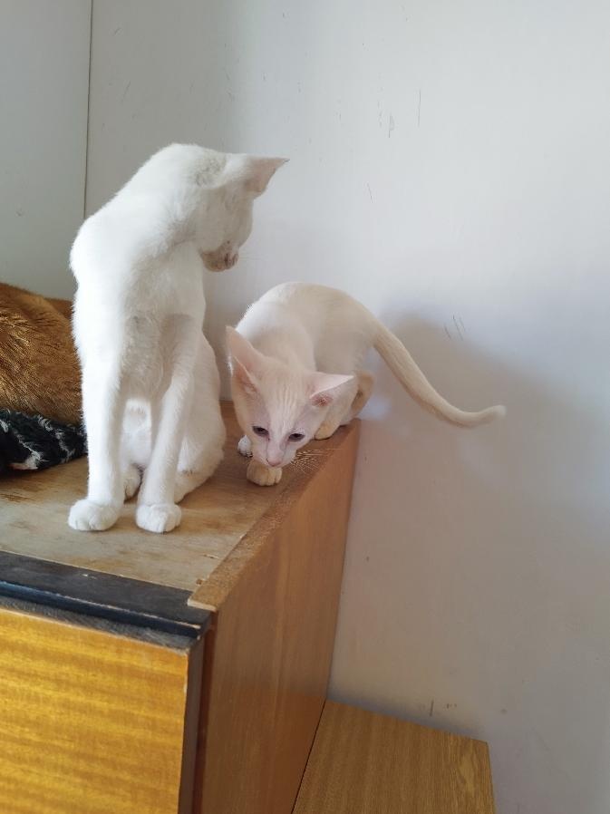 Poslední kocourek - 5