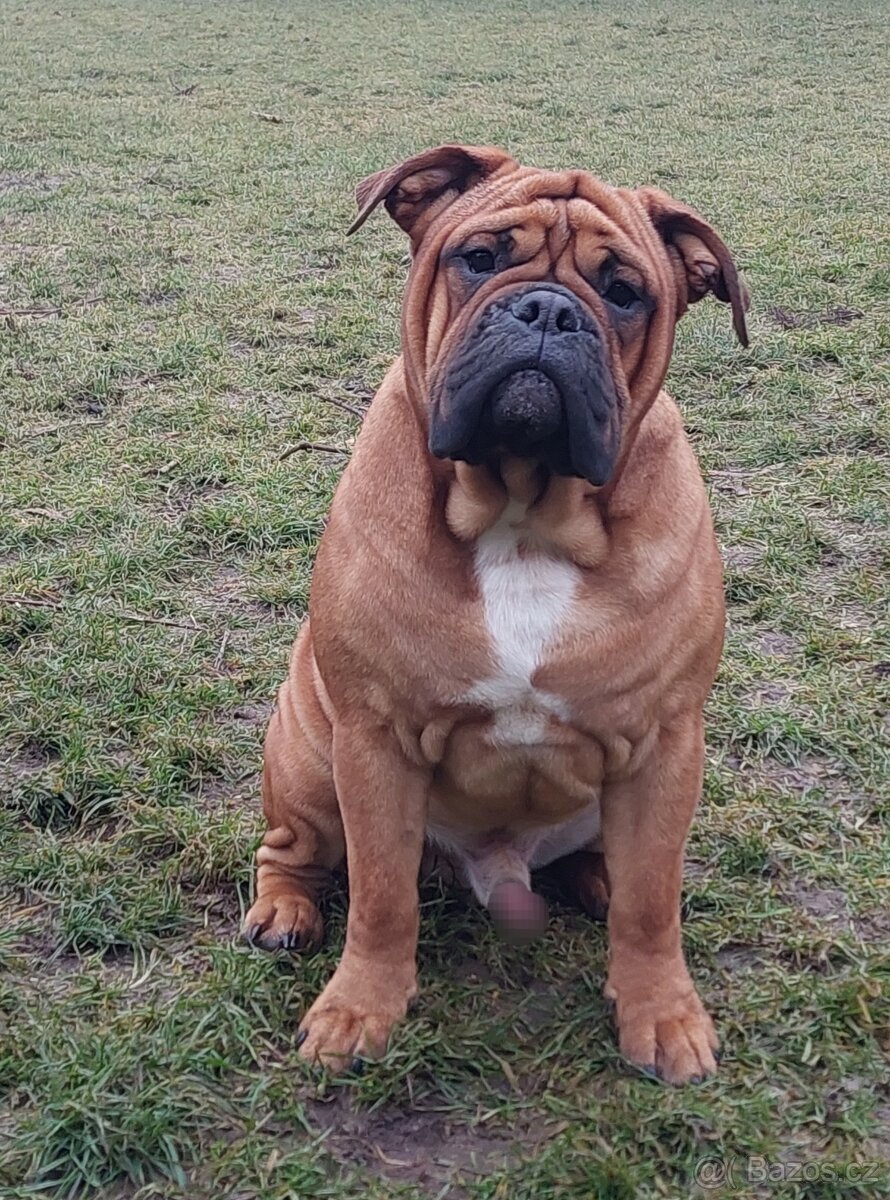 Kontinentální buldok s PP - 5