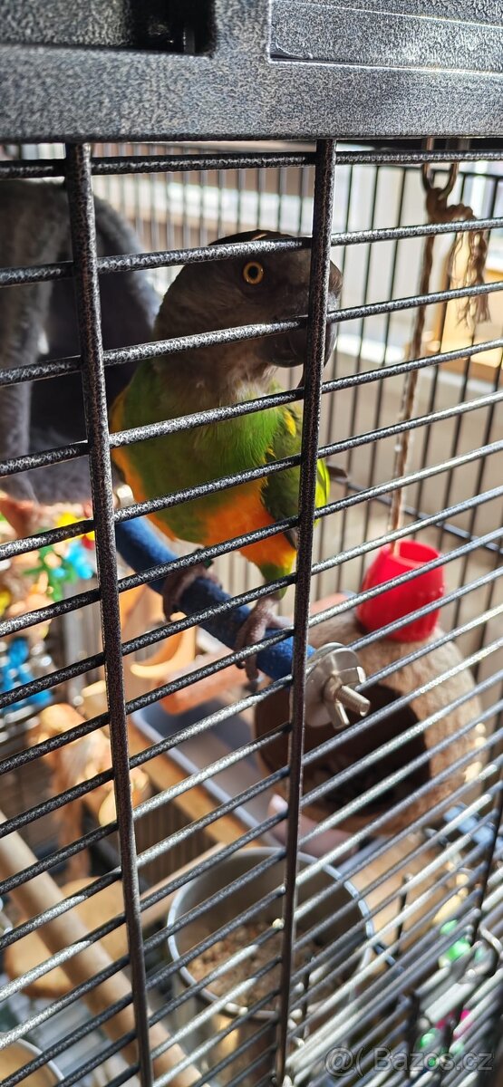 Papoušek Senegalký - 5