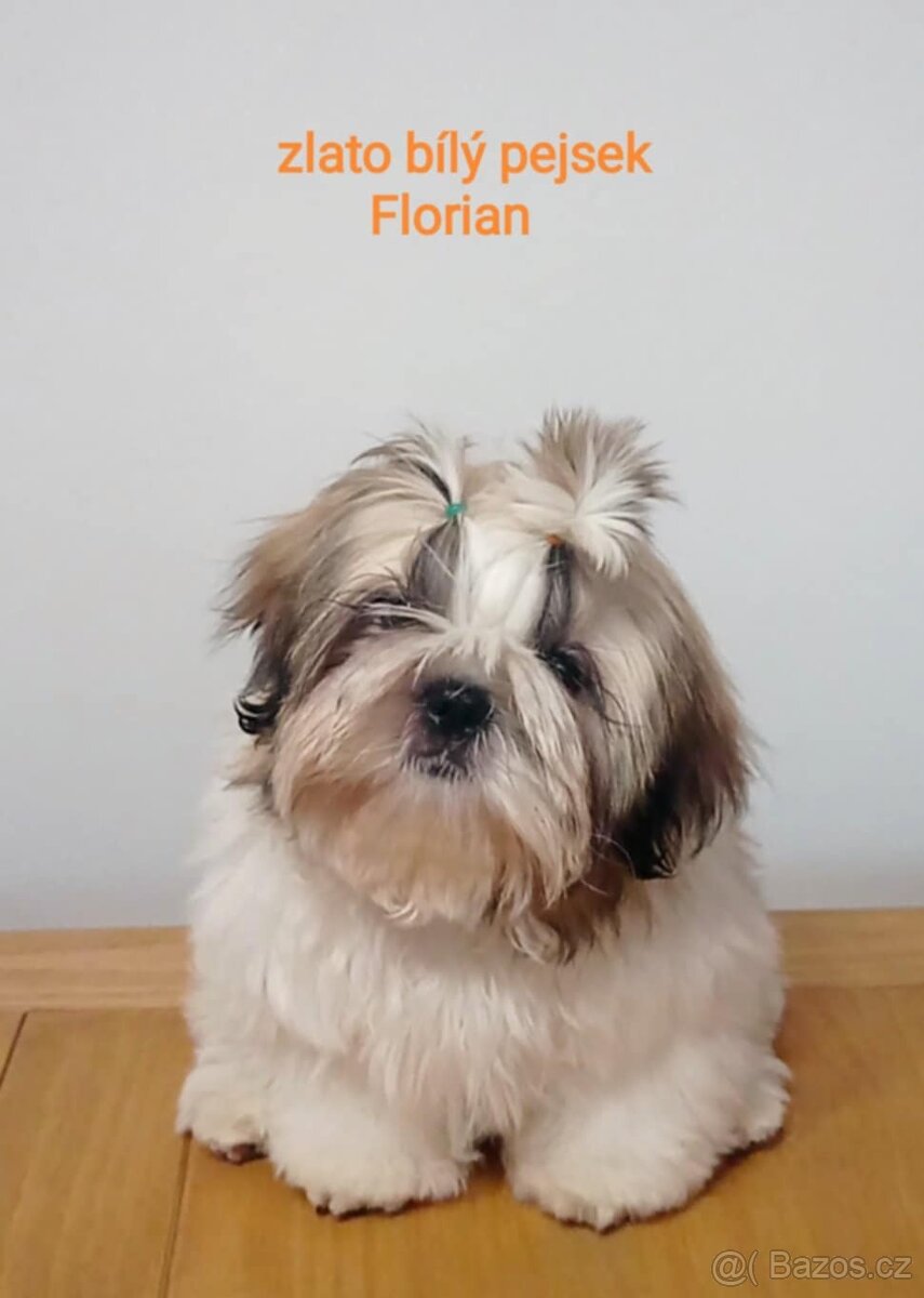 Shih-tzu štěňátka s PP - 5