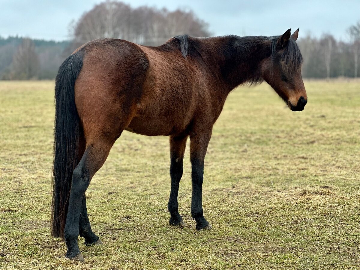 Darujeme problémovou kobylku - 5