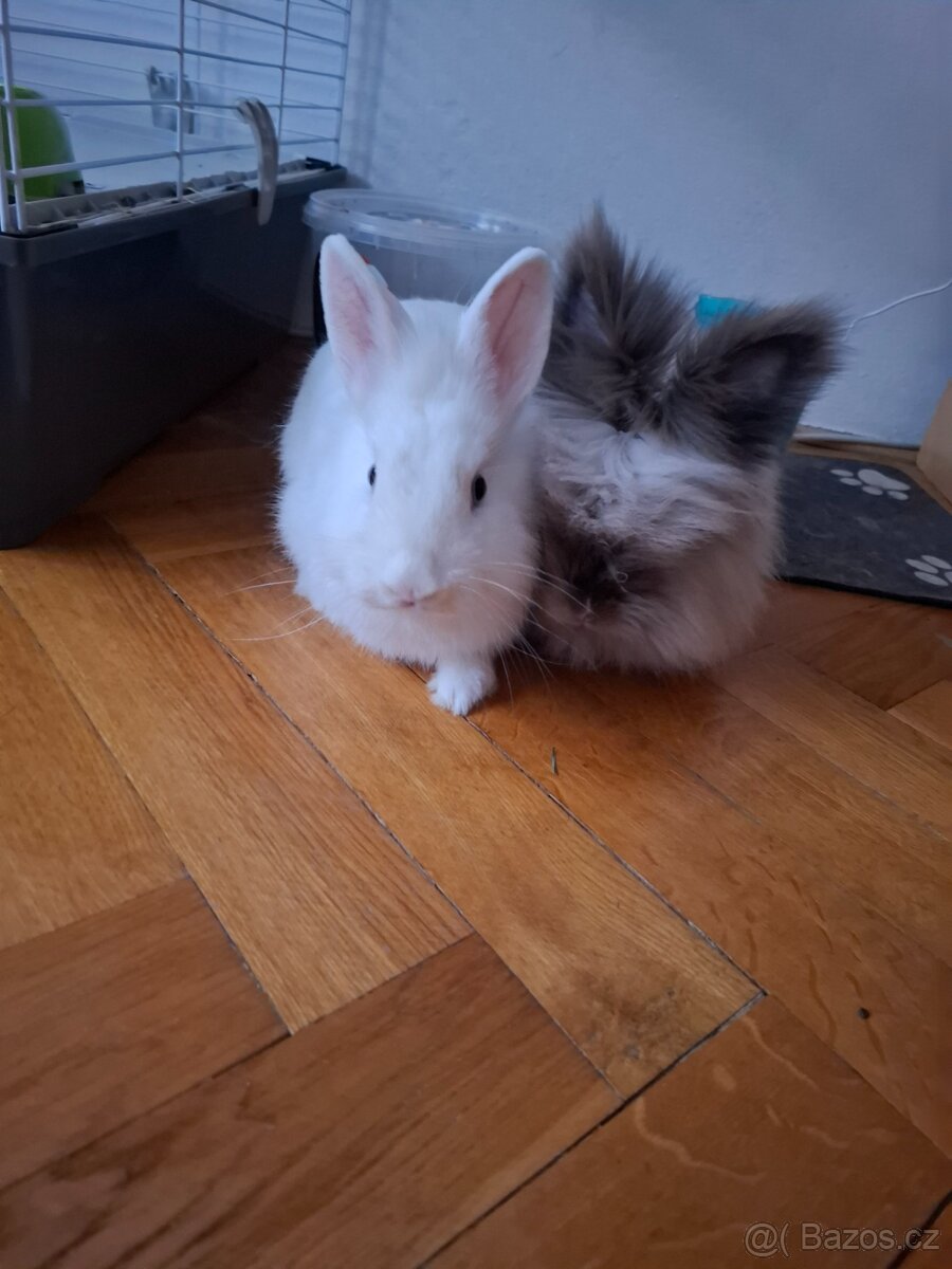 Zakrslý králík - 5